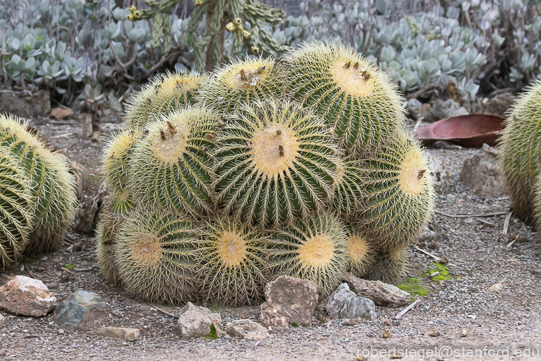 arizona garden